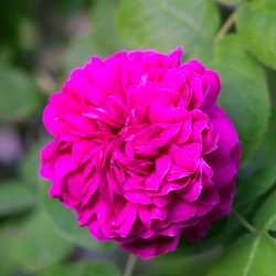 Hausmeisterservice & Gartenstyling Edin Colakovic