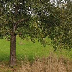 Garten&landschaftsbau Rhein-Sieg