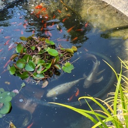 Teich klar Knauer